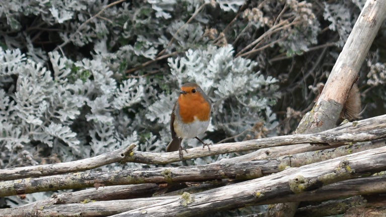 Robin resting on twigs at Birling Gap
